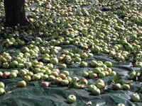 Apfelernte 2012 019