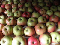 Apfelernte 2012 096